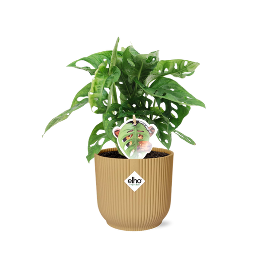 Monstera ‘Monkey Leaf’ in ELHO Vibes Fold 14cm geel