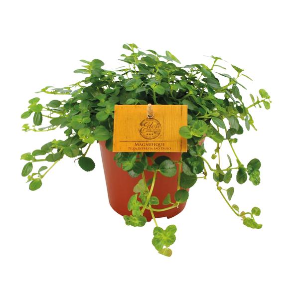 Pilea Depressa Sao Paulo - Ø12cm - ↕20cm