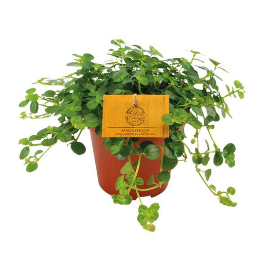 Pilea Depressa Sao Paulo - Ø12cm - ↕20cm