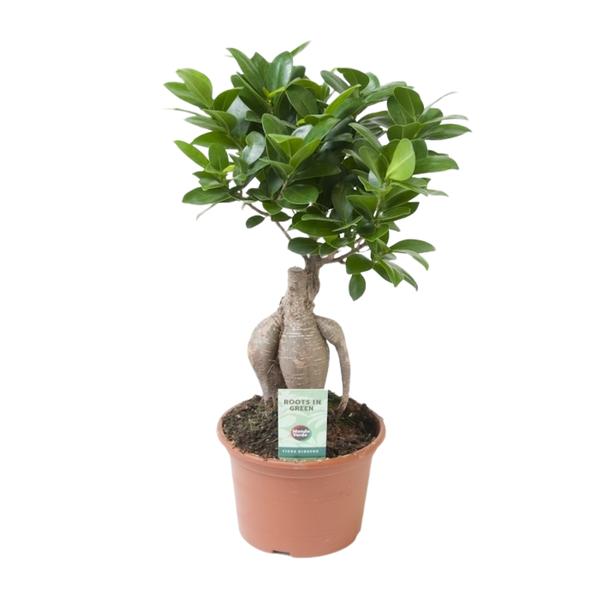 Ficus Ginseng - Ø15cm - ↕35cm