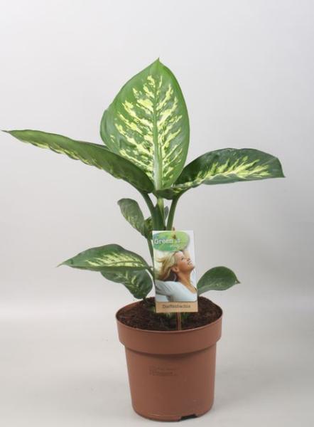 Dieffenbachia Tropic Snow - Ø17cm - ↕60cm