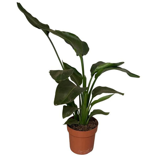 Strelitzia Nicolai 2pp - Ø17cm - ↕65cm