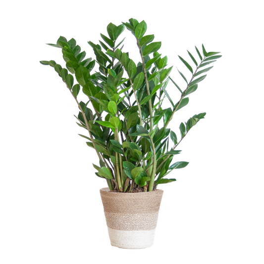 Zamioculcas Zamiifolia met Mand Lissabon wit  - 80cm - Ø21