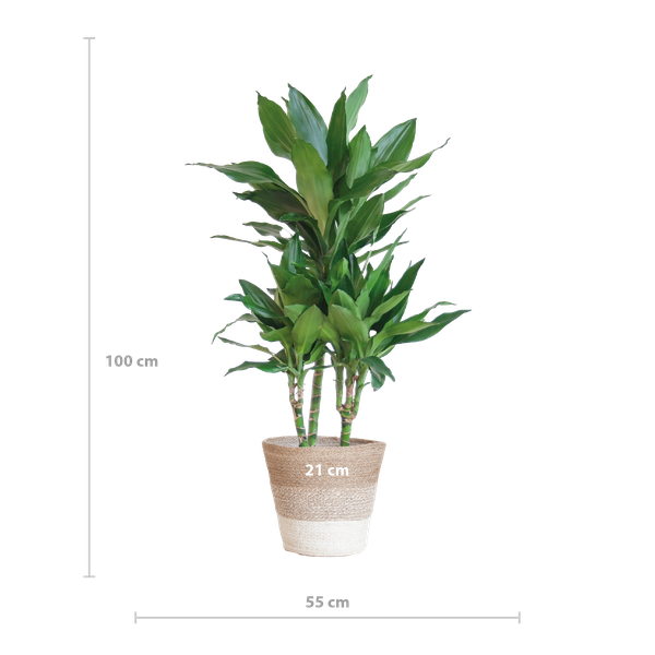 Dracaena  Janet Lindt met mand Lissabon wit - 95cm - Ø21