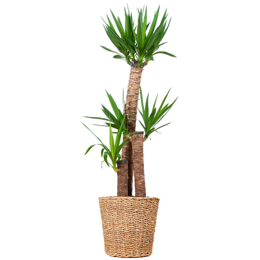 Yucca XL met Torun mand - 125cm - Ø24