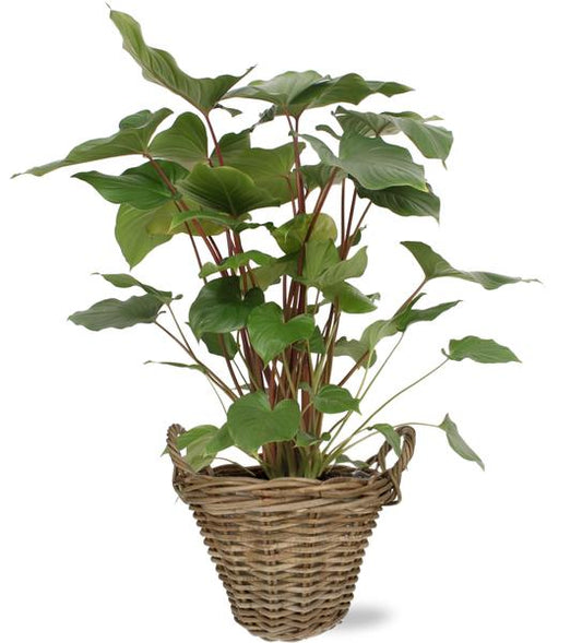 Homalomena Rubescens Maggy - Ø24cm - ↕90cm + Pot+Handvat D25x19cm - Naturel