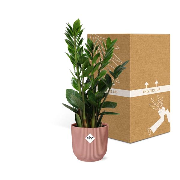 Zamioculcas – Hoogte 45-50 in ELHO Vibes Fold 14cm roze