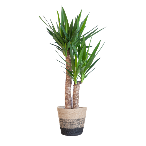 Yucca Elephantipes met Mand Lissabon zwart - 90cm - Ø21