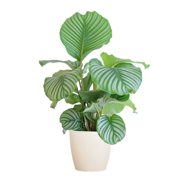 Calathea Orbifolia met Viber wit - 65cm - Ø21