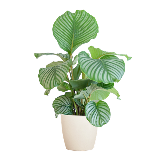 Calathea Orbifolia met Viber wit - 65cm - Ø21