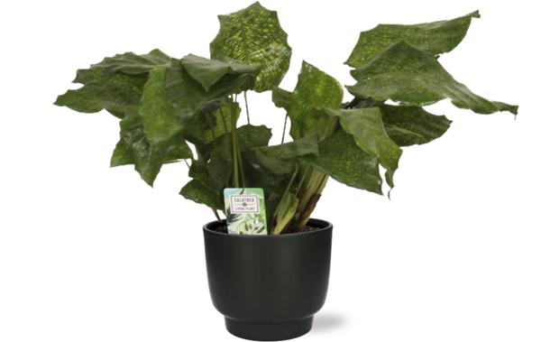 Calathea Network - Ø14cm - ↕30cm +  Potenza Pot D15x13cm - Zwart