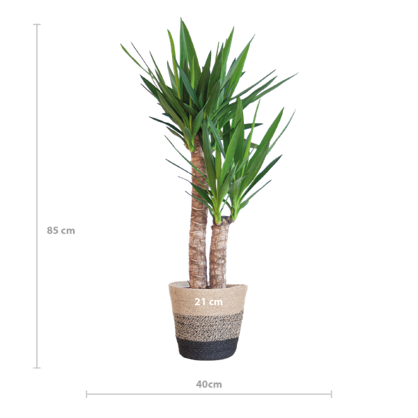 Yucca Elephantipes met Mand Lissabon zwart - 90cm - Ø21