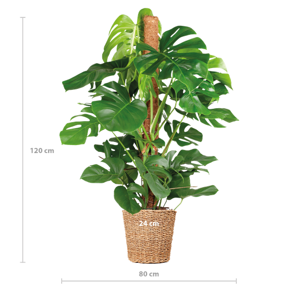 Monstera Deliciosa XL met Torun mand - 120cm - Ø24