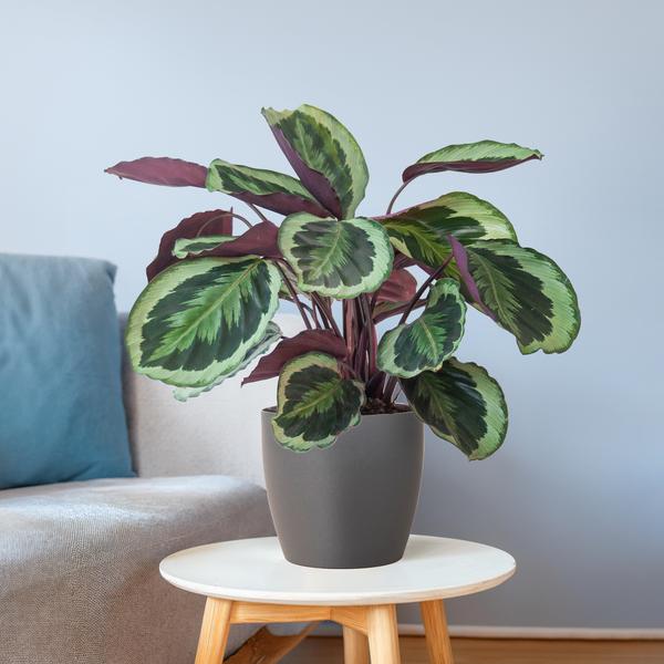 Calathea Medaillon met Viber grijs - 65cm - Ø21