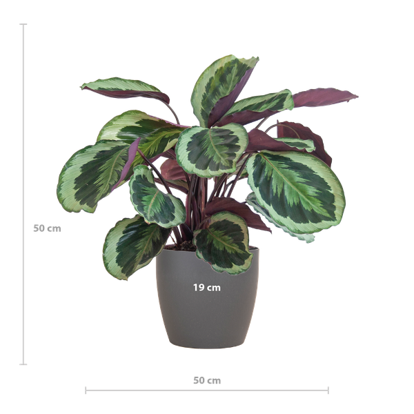 Calathea Medaillon met Viber grijs - 65cm - Ø21