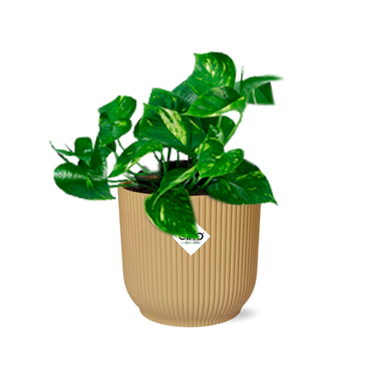 Epipremnum Pinnatum ‘Aureum’ in ELHO Vibes Fold 14cm geel