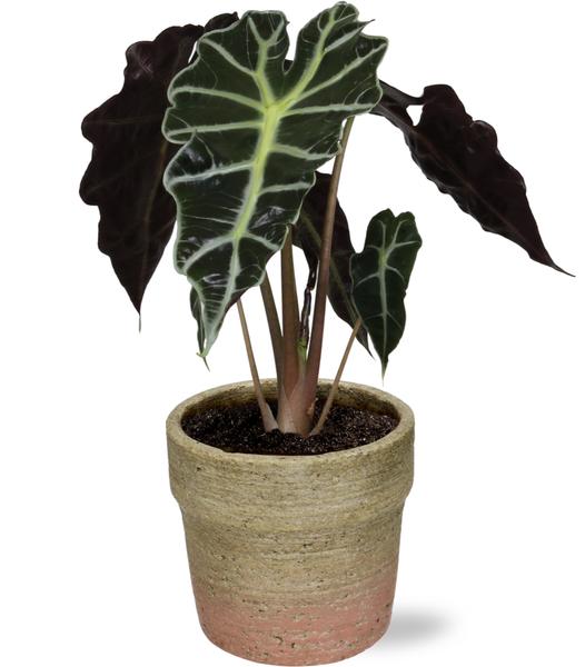 Alocasia Amazonica Polly - Ø12cm - ↕30cm + Invorno Pot D13,5x12,5cm - Naturel