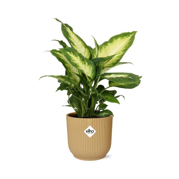 Dieffenbachia ‘Camilla’ in ELHO Vibes Fold 14cm geel