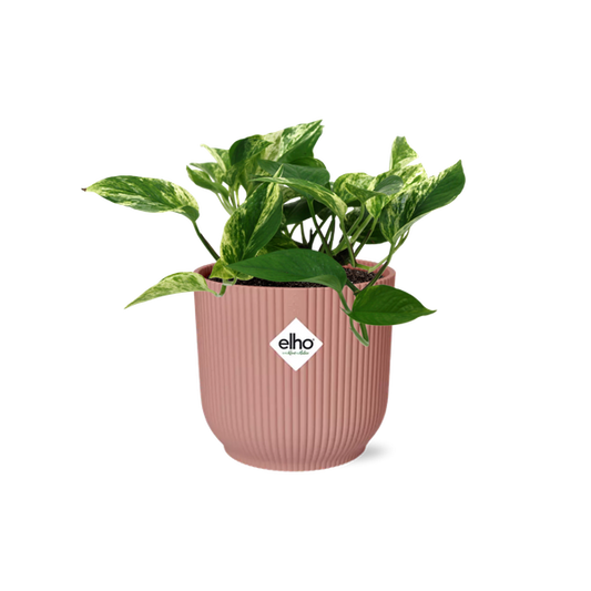 Scindapsus (Epipremnum) Marble Queen in ELHO Vibes Fold 14cm roze