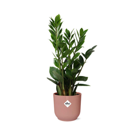 Zamioculcas – Hoogte 45-50 in ELHO Vibes Fold 14cm roze