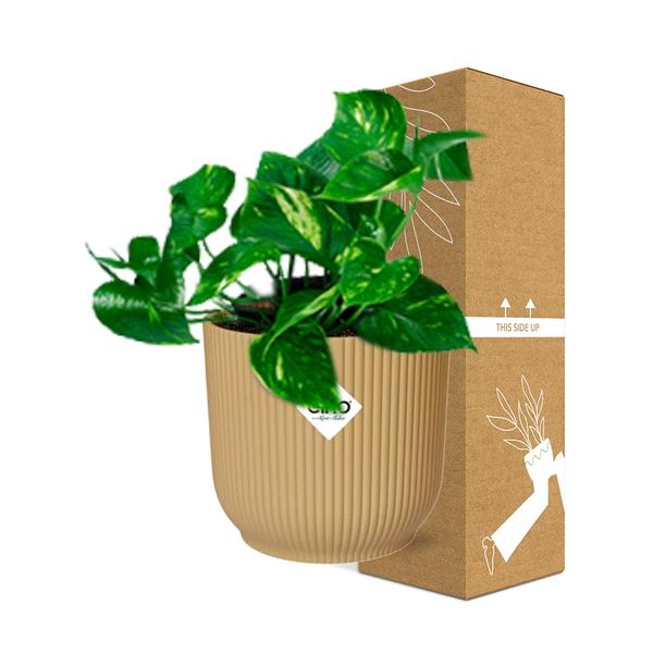 Epipremnum Pinnatum ‘Aureum’ in ELHO Vibes Fold 14cm geel