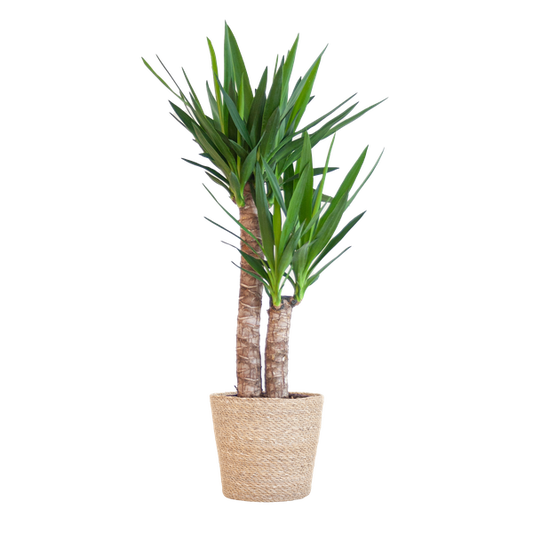 Yucca Elephantipes met Sofia mand naturel - 90cm - Ø21