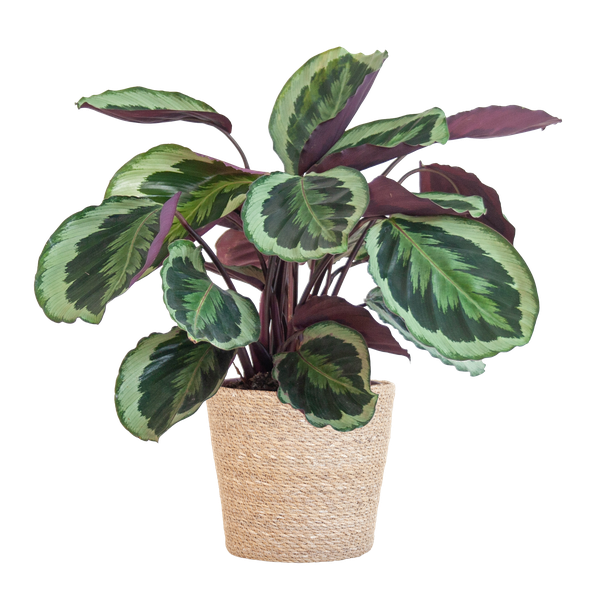 Calathea Medaillon met Sofia mand naturel - 65cm - Ø21