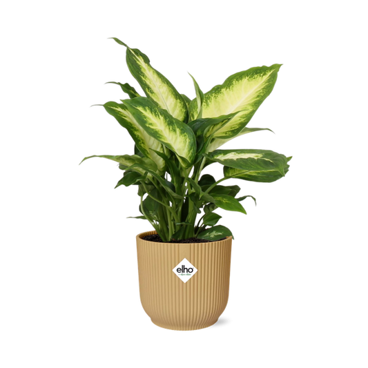 Dieffenbachia ‘Camilla’ in ELHO Vibes Fold 14cm geel