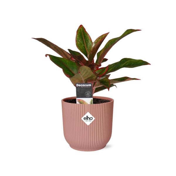 Aglaonema Crete in ELHO Vibes Fold 14cm roze