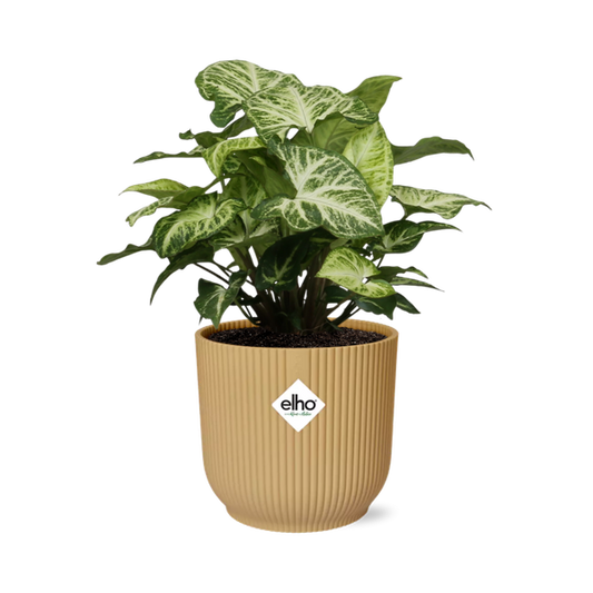 Syngonium Arrow in ELHO Vibes Fold 14cm geel