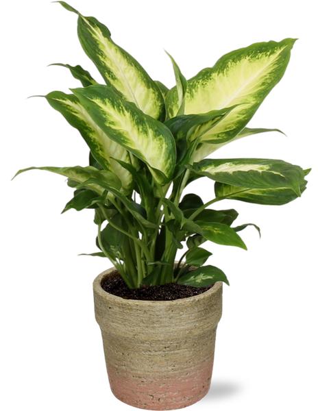 Dieffenbachia Camilla - Ø12cm - ↕35cm + Invorno Pot D13,5x12,5cm - Naturel