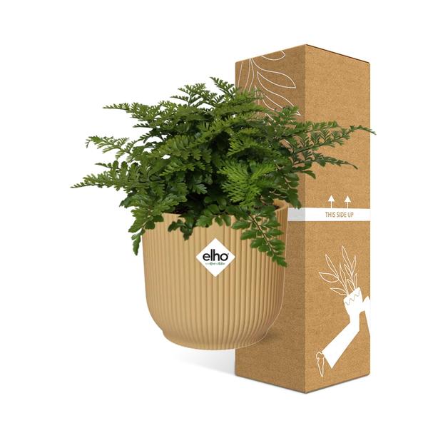 Asplenium Parvati in ELHO Vibes Fold 14cm geel