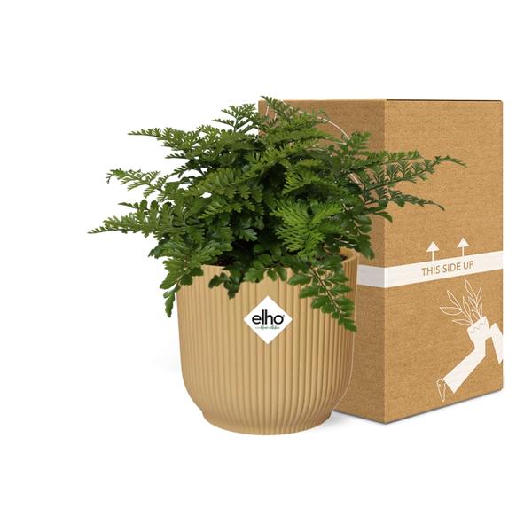 Asplenium Parvati in ELHO Vibes Fold 14cm geel