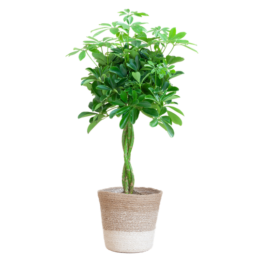 Schefflera Arab Nora met Mand Lissabon wit  - 80cm - Ø19