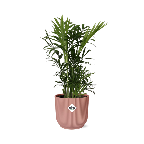 Chamaedorea Elegans in ELHO Vibes Fold 14cm roze