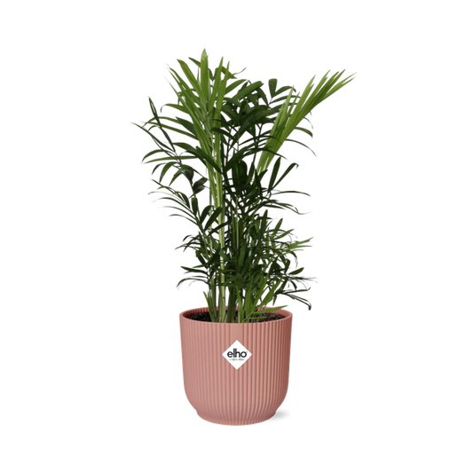 Chamaedorea Elegans in ELHO Vibes Fold 14cm roze