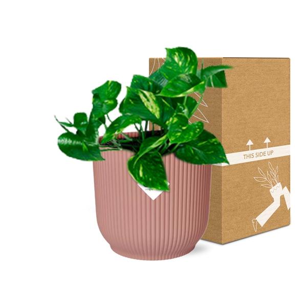 Epipremnum Pinnatum ‘Aureum’ in ELHO Vibes Fold 14cm roze