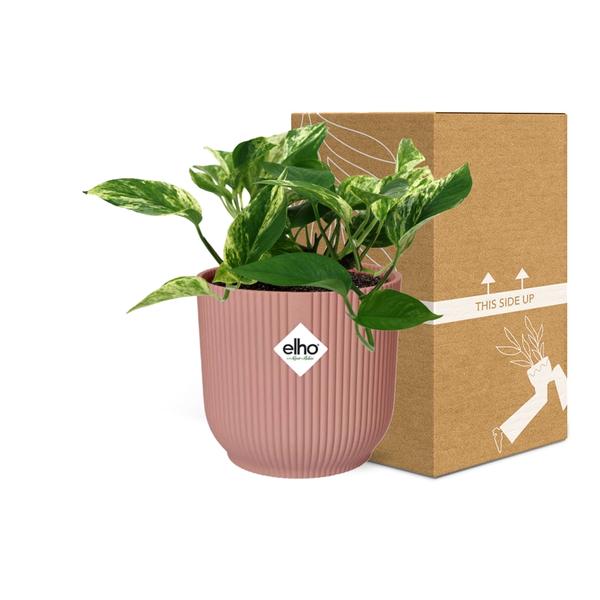 Scindapsus (Epipremnum) Marble Queen in ELHO Vibes Fold 14cm roze