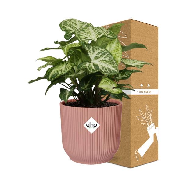 Syngonium Arrow in ELHO Vibes Fold 14cm roze