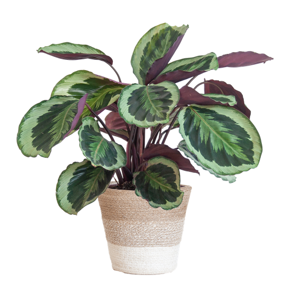 Calathea Medaillon met Lissabon mand wit - 65cm - Ø19