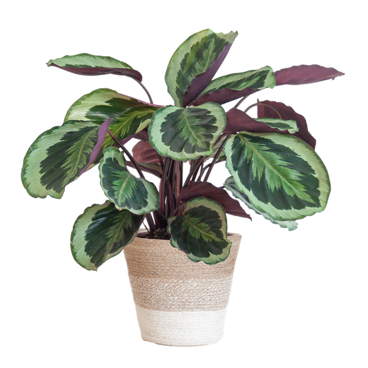 Calathea Medaillon met Lissabon mand wit - 65cm - Ø19