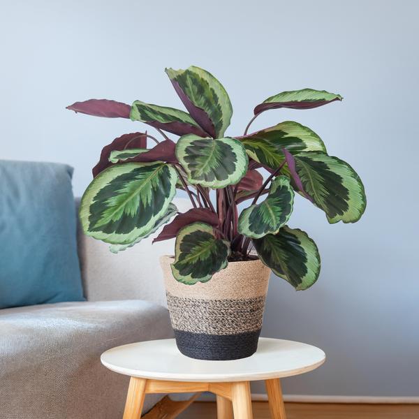 Calathea Medaillon met Lissabon mand zwart - 65cm - Ø21