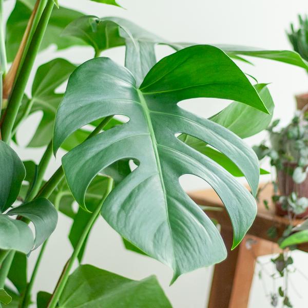 Monstera Deliciosa XL met Torun mand - 120cm - Ø24