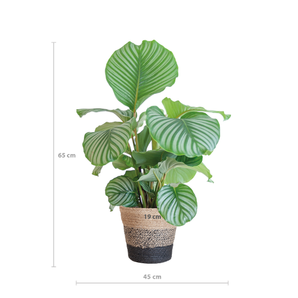 Calathea Orbifolia met Lissabon mand zwart - 65cm - Ø21