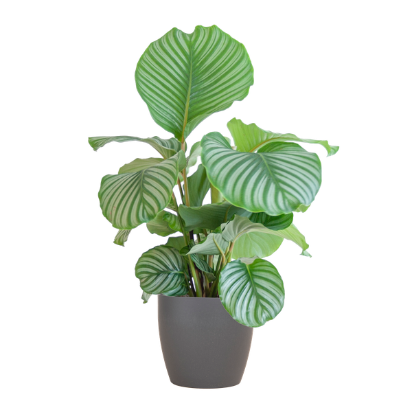 Calathea Orbifolia met Viber grijs - 65cm - Ø21