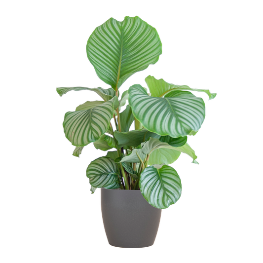 Calathea Orbifolia met Viber grijs - 65cm - Ø21