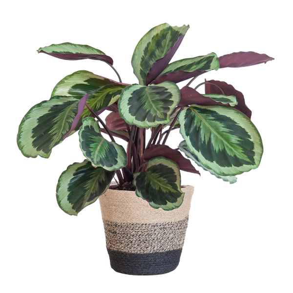 Calathea Medaillon met Lissabon mand zwart - 65cm - Ø21