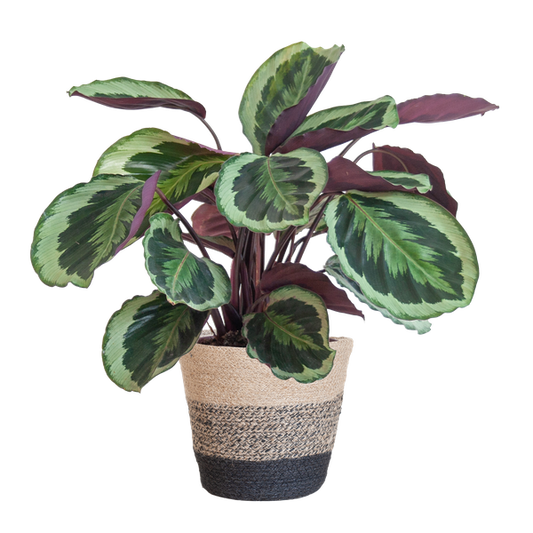 Calathea Medaillon met Lissabon mand zwart - 65cm - Ø21