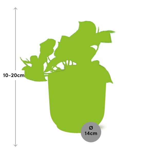 Epipremnum Pinnatum ‘Aureum’ in ELHO Vibes Fold 14cm geel