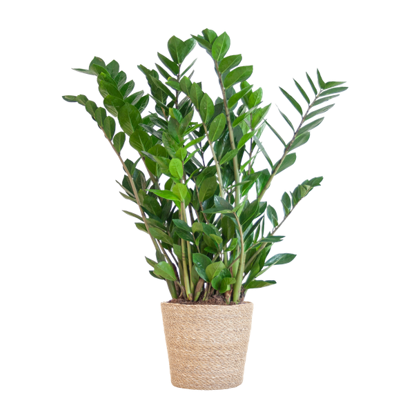 Zamioculcas Zamiifolia met Sofia mand naturel  - 80cm - Ø21